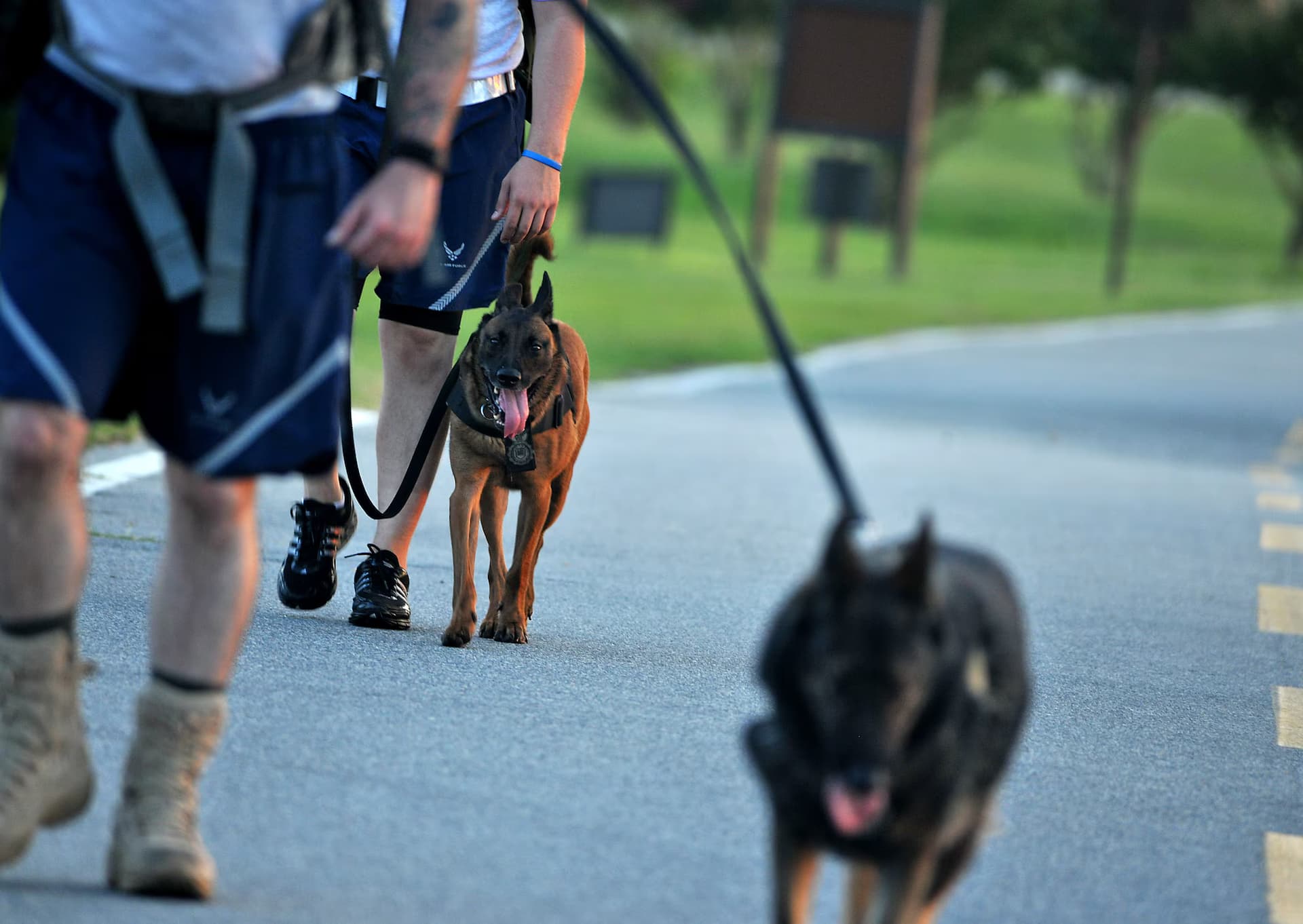 Enhanced Security Coverage with Security Dog Services Cardiff Solutions