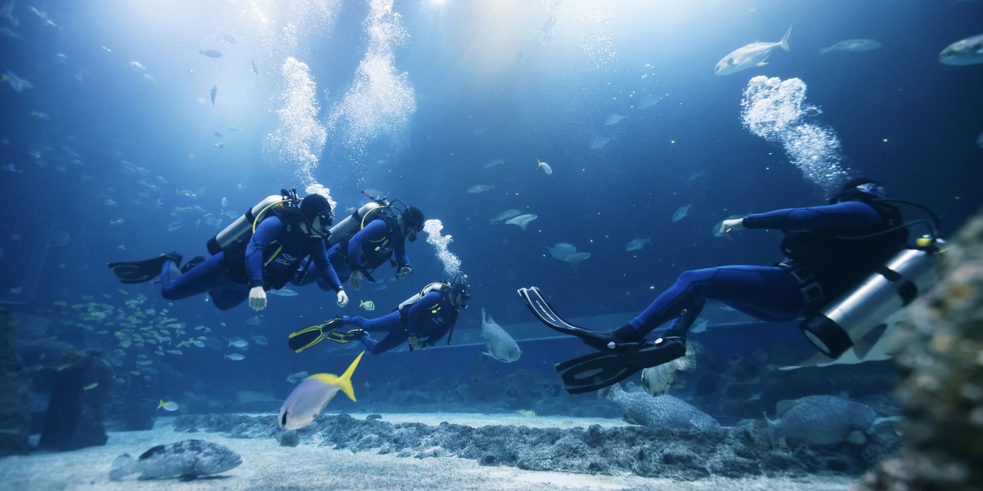 Best Dive Sites for Cocos Island shark diving Adventures